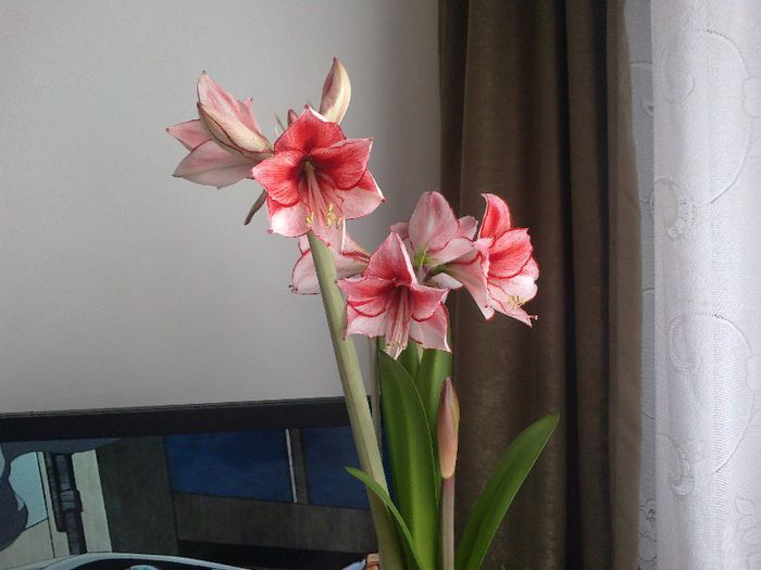 02022013778 - 2013 Amaryllis