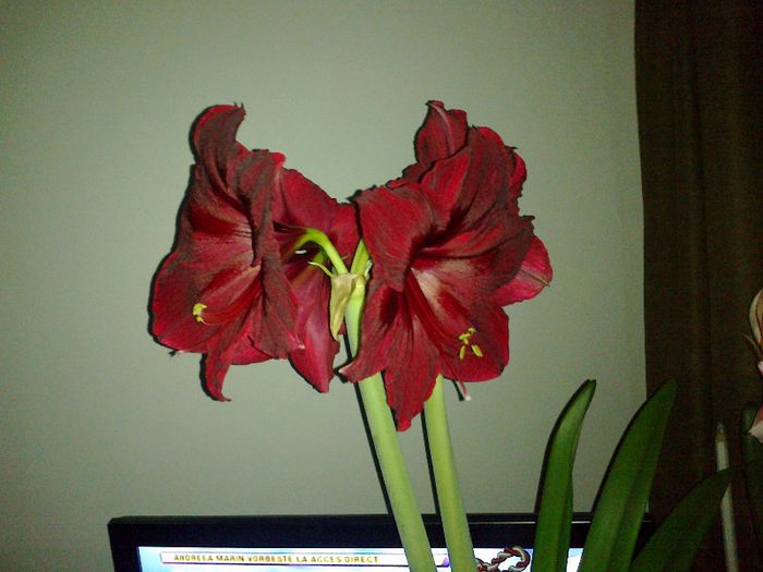 28012013766 - 2013 Amaryllis