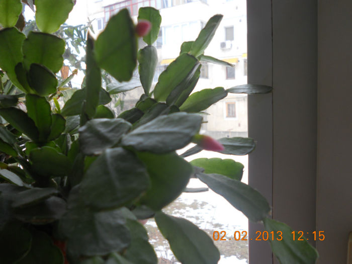 DSCN2608 - Schlumbergera 2012-2013