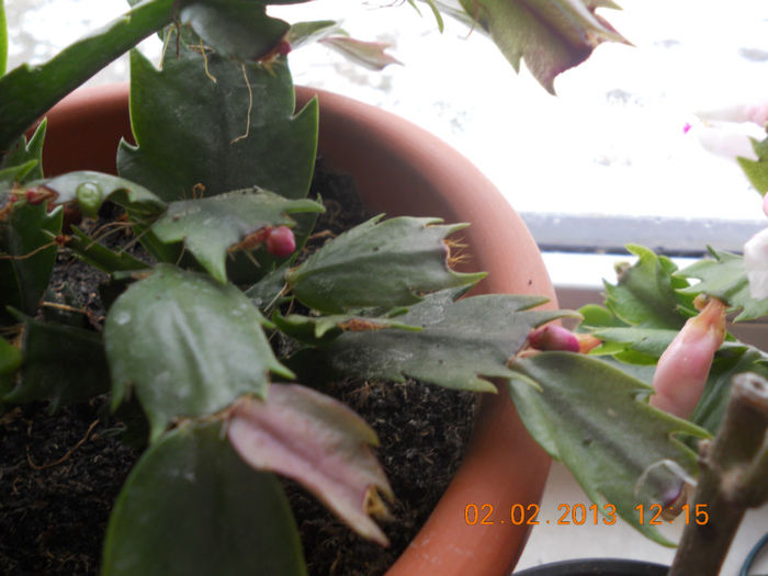 DSCN2609 - Schlumbergera 2012-2013
