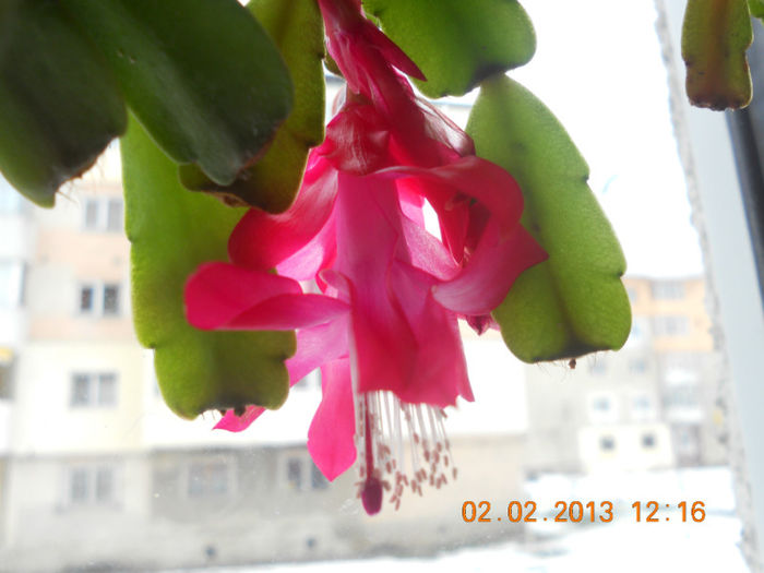 DSCN2610 - Schlumbergera 2012-2013