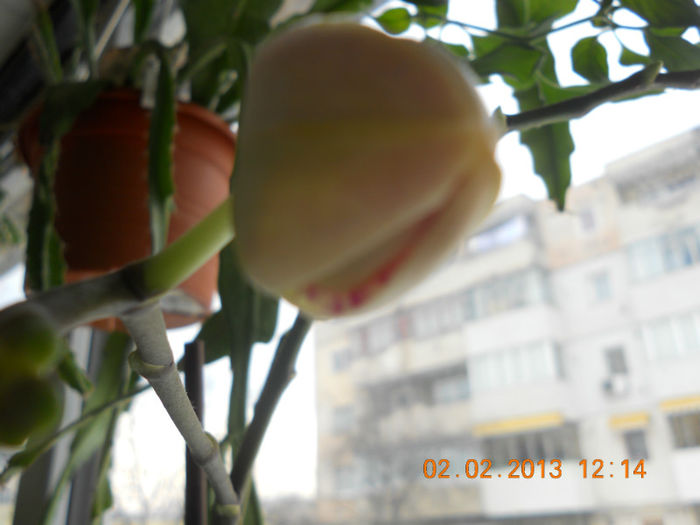 DSCN2606