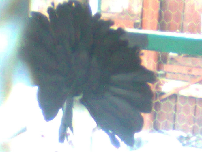 Fotografie0225 - pavasi cu coada neagra