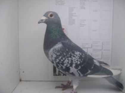 nld - 08 - 1383690 m