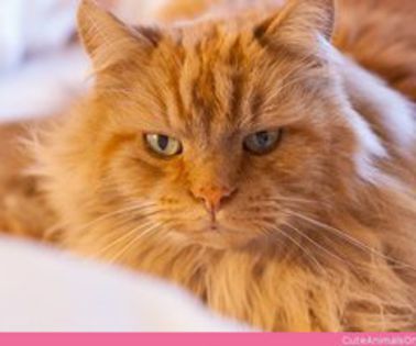 nappus-interruptus_thumb