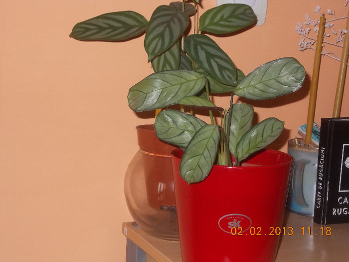 DSCN6391_1871 - Florile mele