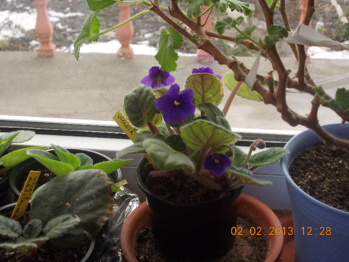 DSCN6395_1875 - Florile mele