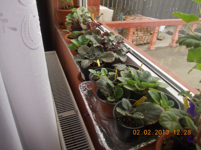 DSCN6397_1877 - Florile mele