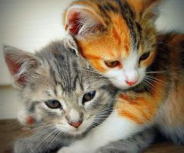 419705_10200393865670538_1677340918_n_thumb