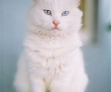 tumblr_mhkbn2WaB41rho1pco1_500_thumb