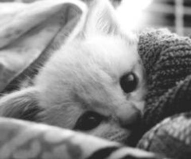 tumblr_mhkhejxcX81qbyqvno1_400_thumb