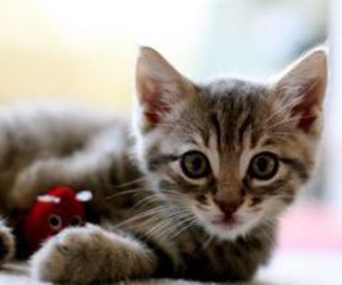 419898_228975970528070_965525952_n_thumb