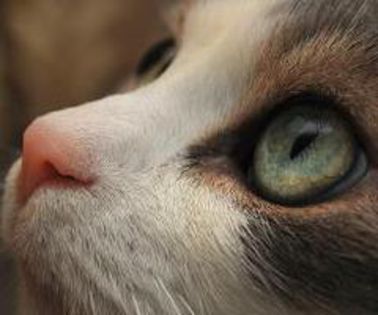 429064_405073826233713_888676608_n_thumb