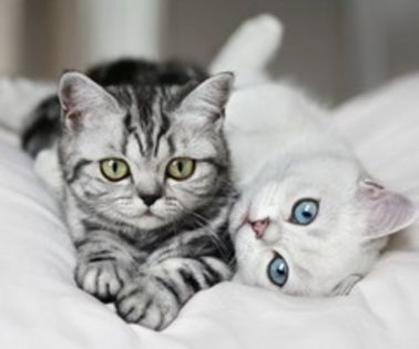 tumblr_mhex7qiqUR1qjlijro1_500_thumb