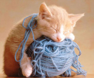 Adorable-kitties-kitties-18082650-670-503_thumb