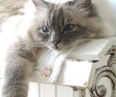 tumblr_mgz3ggIBWO1rywdm9o1_500_thumb