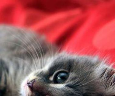 312389_335550093220427_1486773621_n_thumb