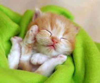 307699_10151297607234952_889322399_n_thumb