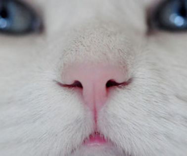 adorable-animal-cat-cute-nose-Favim.com-429041_www.kepfeltoltes.hu__thumb