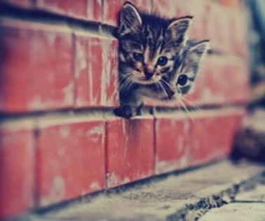 tumblr_mgy1gjRxRF1r7bkkao1_500_thumb