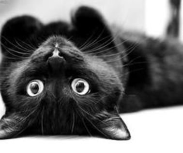 tumblr_mhjmx5cKIz1qgl8pzo1_500_thumb