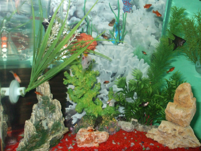 DSCF2099