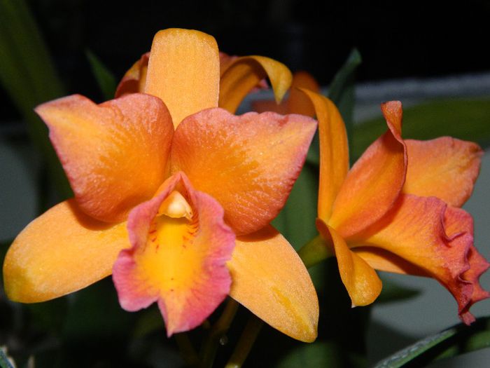 DSCN1662 - Cattleya