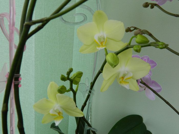 DSCN1652 - Phalaenopsis Taida Smile Little Gold