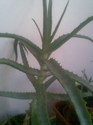 aloe batrina - Ianuarie