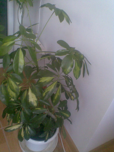 Schefflera