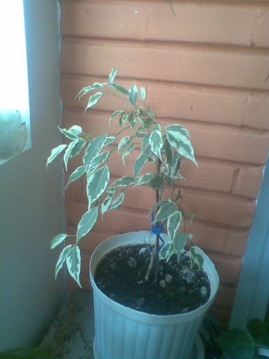 Ficus pitic - Ianuarie