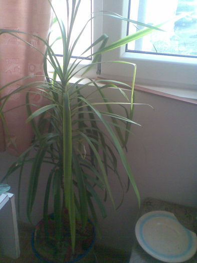 Dracena - Ianuarie