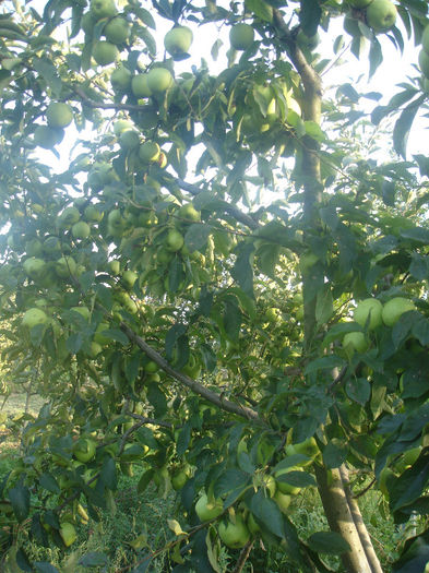 DSC00524; an 2011, foarte roditor, desi, zic eu ca am facut cefa taieri de fructificare,se pare ca tot am lasat prea multi lastari roditori, dar oricum, desii au fost f multe,nu au fost deloc mici,din contra, i
