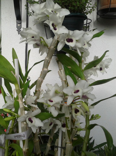 20130202_142841 - Orhidee Dendrobium Nobile