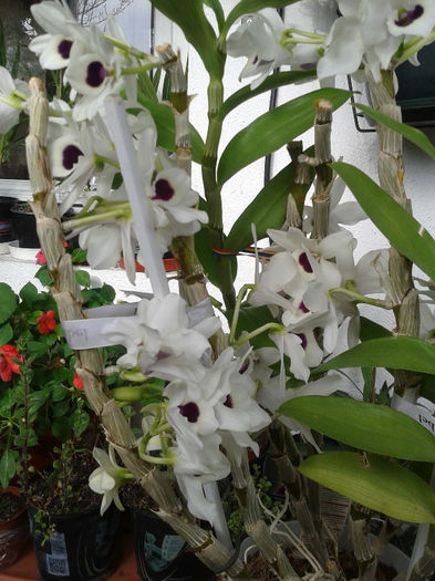 20130202_142853 - Orhidee Dendrobium Nobile