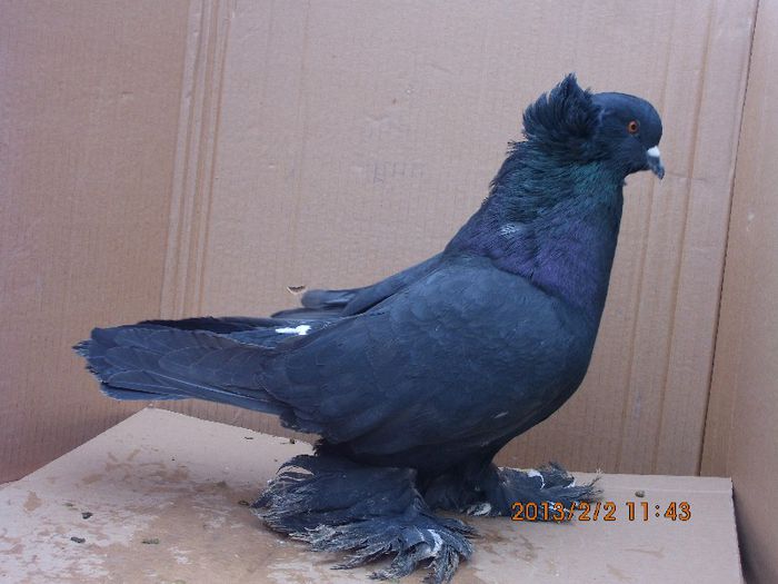 m 3 2011 - URIAS MAGHIAR arhiva