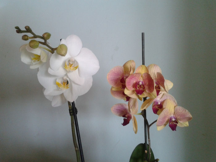 20130110_131224 - Orhidee Phalaenopsis
