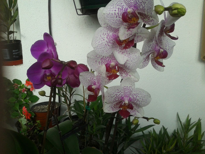 20130202_143051 - Orhidee Phalaenopsis