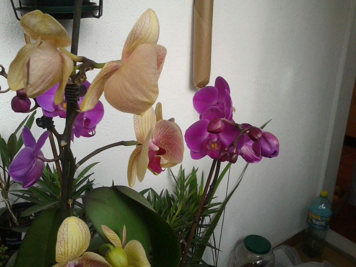 20130202_143157 - Orhidee Phalaenopsis