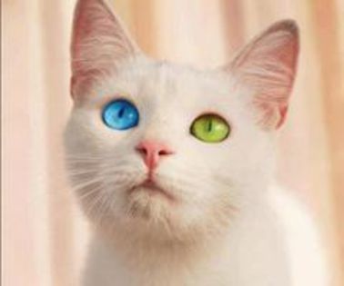 398098_414039958680606_1346855482_n_thumb