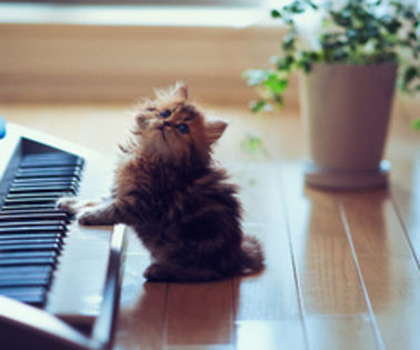 adorable-black-and-white-boy-cat-Favim.com-622840_thumb