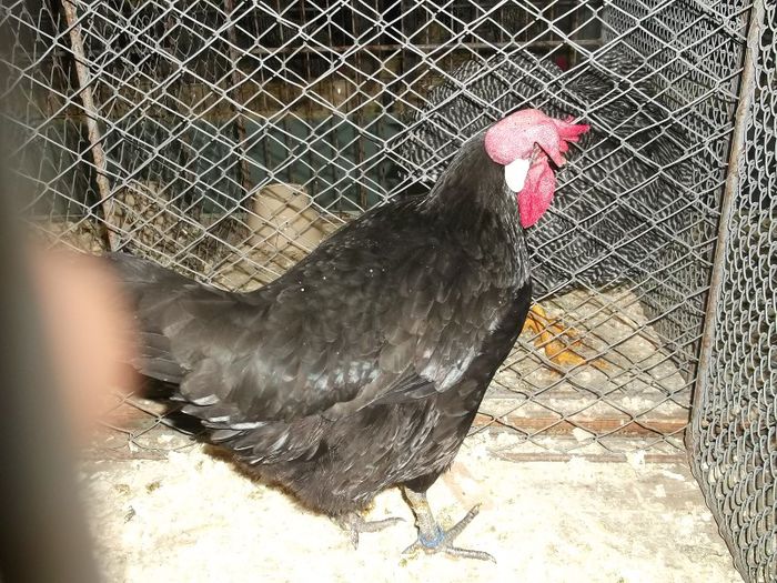 NICI CREASTA N-A DORMIT