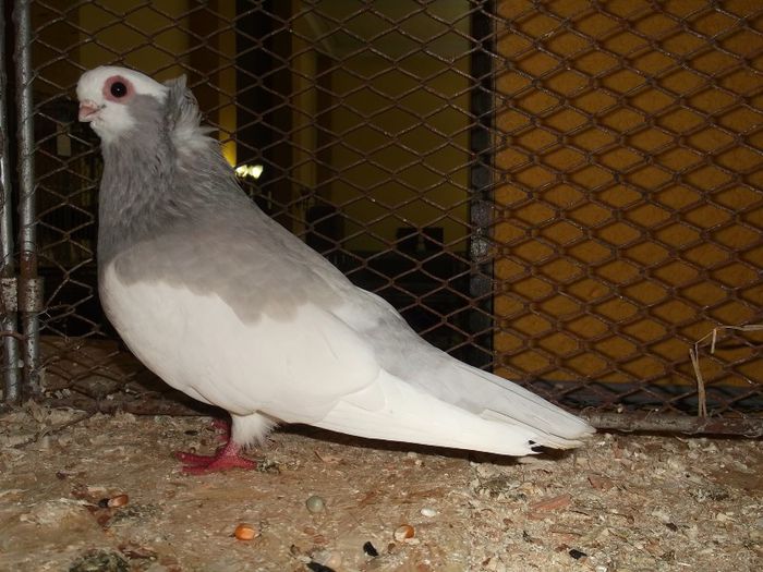 KOMAROMI ARGINTII (?)