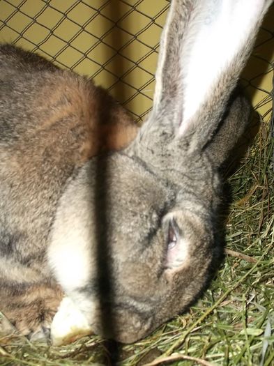 AM MURIT DE........PLACERE