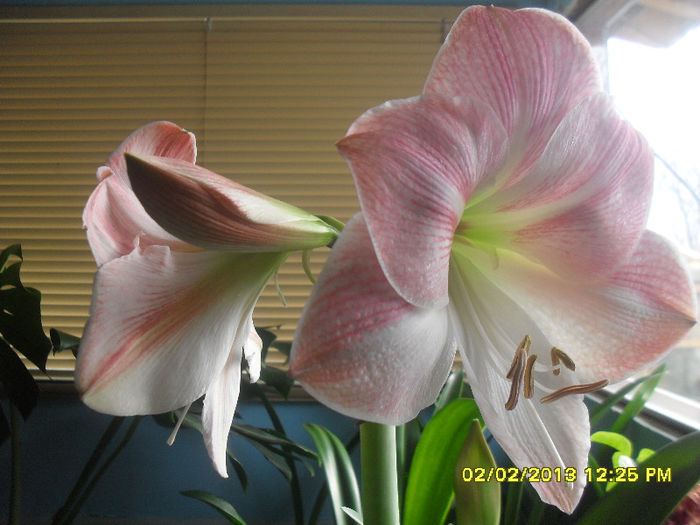 Apple Blossom - 2_Amaryllis-2013