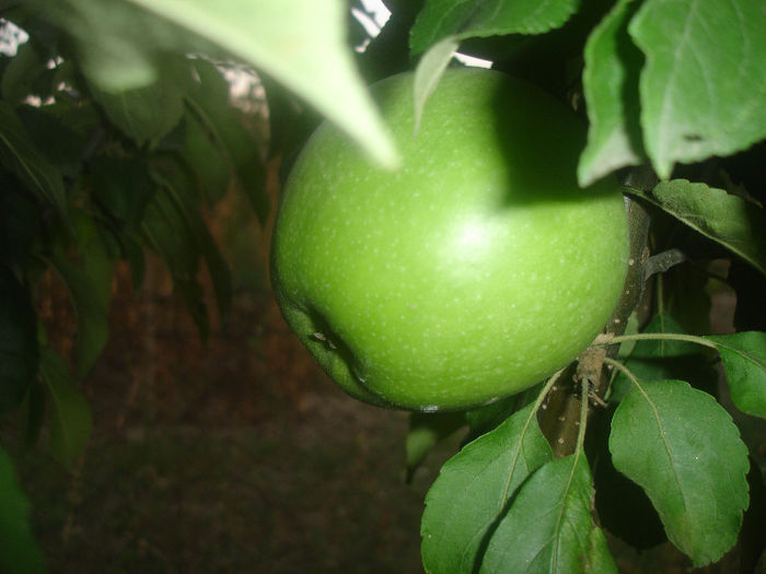 frumos verde; f gustoase desii nu sunt dulci,nu sunt nici acre, suculente,rezista f mult timp in pom, unul dintre putinele mere permise diabeticilor
