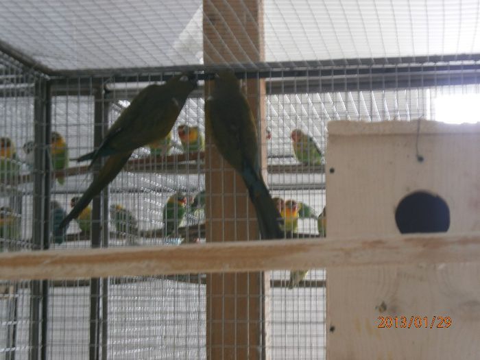 Papagali de stinca - Papagalul de stanca