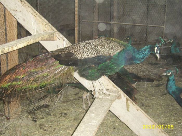 cornel tudose - Pauni