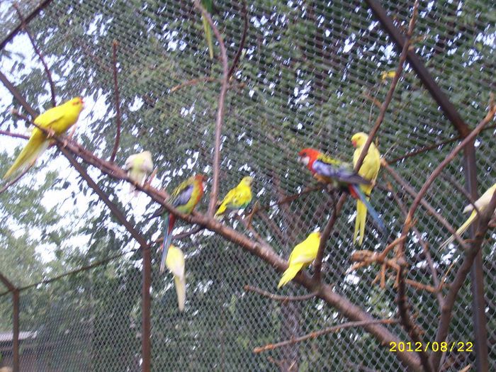 papagali la odihna; Rosella
