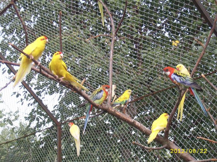 Papagali la odihna; Rosella
